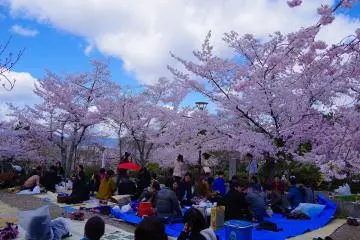 <p>Flower-viewing parties under the cherry trees</p>