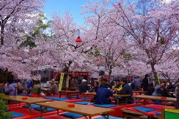 <p>Pink delicate flowers and blue sky</p>