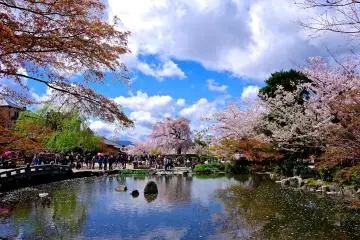 <p>680 cherry trees are scattered around 86600 square meters of Japanese gardens</p>