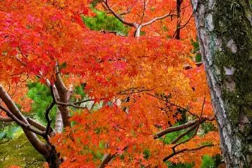 <p>Colorful leaves</p>