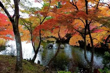 <p>Gradation of autumn leaves</p>