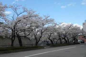 Pohon sakura yang indah berbaris di jalan depan Kastil Fukui