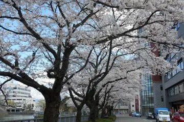 Pohon sakura di luar Kastil Fukui