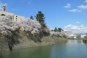 Bunga sakura dan kolam kastil