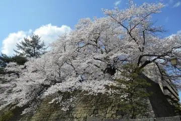 Pohon sakura, dinding batu, lumut, dan pohon pinus di bawah langit biru ... musim semi Jepang telah datang!