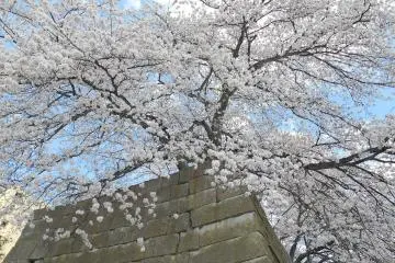 Pohon sakura yang sudah mekar seluruhnya di dinding batu
