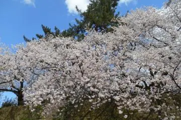 Bunga sakura yang mekar dan pohon-pohon pinus Jepang