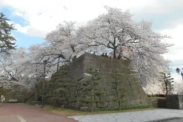 Pohon sakura mekar penuh di dinding batu