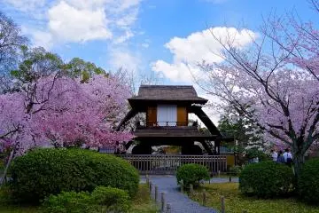 <p>Ceremonial gate surrounded by cherry blossoms</p>