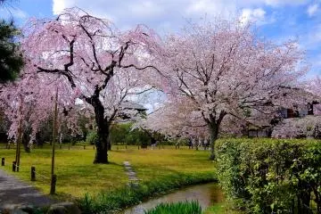 <p>Cherry blossoms greeting guests</p>