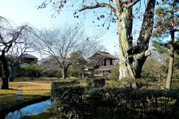 <p>Trees without their leaves in winter</p>