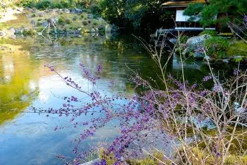 <p>Pond thinly coated with ice</p>