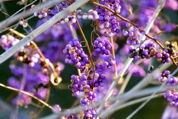 <p>This plant is called &ldquo;Murasaki Shikibu,&rdquo; the same name as the author of The Tale of Genji</p>