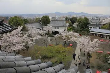 <p>มองลงมาที่ด้านหน้าปราสาทในช่วงซากุระบาน</p>