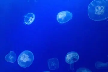 The aquarium features a gorgeous jellyfish display and research laboratory