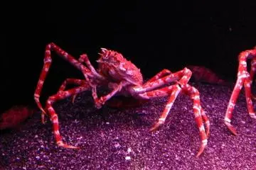 It feels kind of special to be able to watch such colorful beings from so close