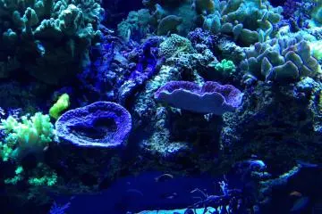 Beautifully made tanks make you feel you are at the bottom of the ocean!