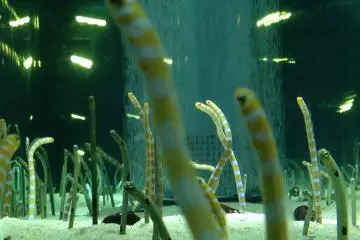 You will see living beings you couldn't ever imagine existed!