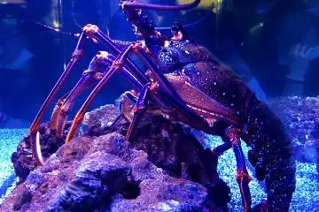 A Visit to the Sumida Aquarium