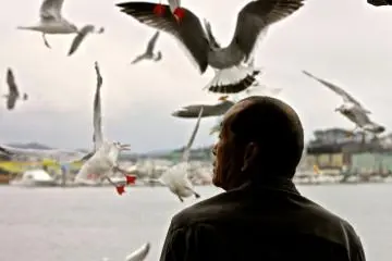 <p>เหล่านกนางนวลที่พอเรือออกก็บินตามเรือกันมาทันที</p>
