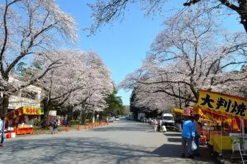<p>เทศกาลซากุระที่โคบายาชิ</p>