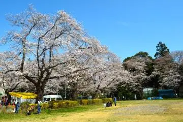 <p>เทศกาลซากุระที่โคบายาชิ</p>