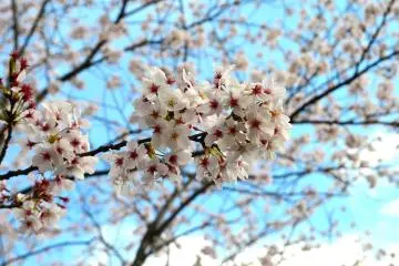 <p>ที่สวนโคบายาชิ</p>