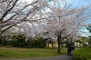 <p>ทางไปวัดนาริตะ</p>