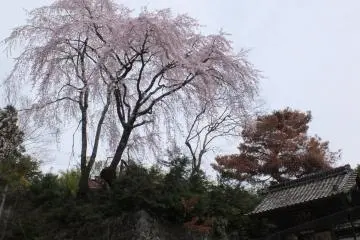 산속의 벚꽃마을