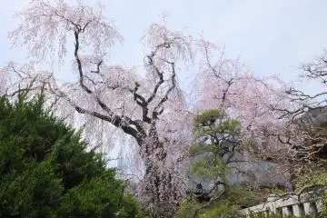 <p>시다레자쿠라</p>