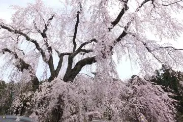 <p>시다레자쿠라</p>