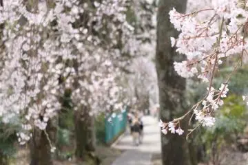 <p>View through the sakura&nbsp;</p>
