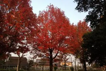 <p>สวนชินรินในฤดูใบไม้ร่วง</p>