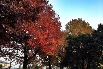 <p>สวนชินรินในฤดูใบไม้ร่วง</p>