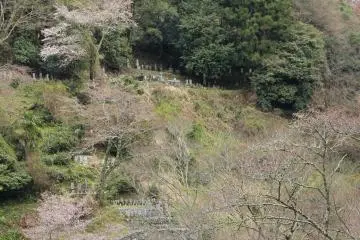 <p>สุสานท่ามกลางหุบเขาซากุระ</p>