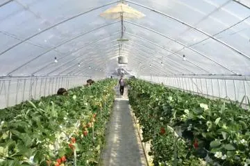 Rows of strawberries inside the hot house. (Photo: PPF)