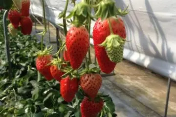 Strawberries ready for picking and eating... (Photo: PPF)