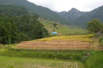 Rice stalks drying over tent like poles below the Senmaida rice paddies