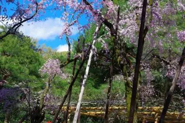 <p>Taking a walk under the shade of the trees</p>