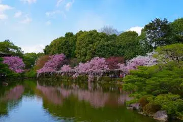 <p>Cherry blossoms lining the pond</p>