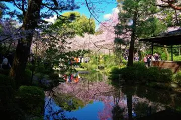 <p>Weeping cherry trees reflected in the pond</p>