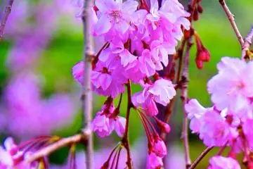 <p>Flowers of a weeping cherry tree</p>