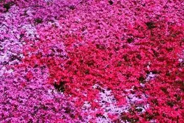 <p>ท้องทุ่งพรม Pink Moss แห่งเมือง Abashiri</p>