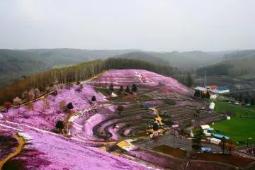 <p>ทุ่ง Pink Moss</p>