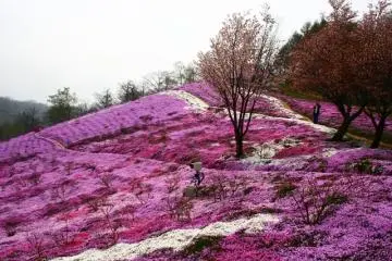 <p>ต้นซากุระท่ามกลางทุ่ง Pink Moss</p>