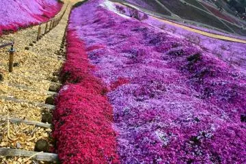 <p>พรม Pink Moss ปูขนานกับทางเดิน </p>