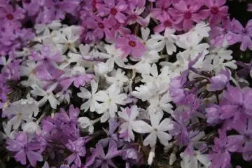 <p>Pink Moss ฉ่ำฝน </p>