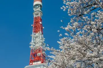 <p>Although Zojoji is quite old, being in the heart of Tokyo it also boasts views of many modern buildings such as the world famous Tokyo Tower.</p>