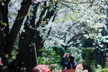 <p>One corner of Zojoji is lined with many ojizosan - small statues resembling babies. Even in this corner there are many cherry blossoms to be found, and of course everyone wants to get a photo of them!</p>