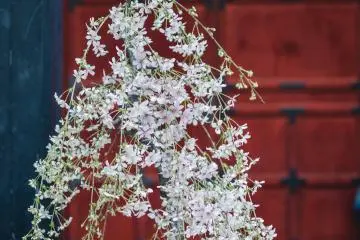 <p>This small sakura type bonzai tree sits in front of Zojoji welcoming visitors.</p>